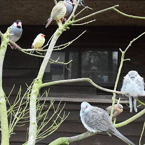 The aviary is known as The Finches, 5th May 2014