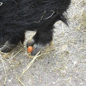 A slice of carrot tucked away for later, 5th May 2014