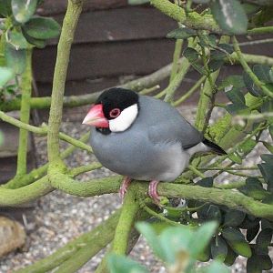 Java Sparrow, 5th May 2014