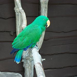 Eckie, the star of the zoo, 5th May 2014