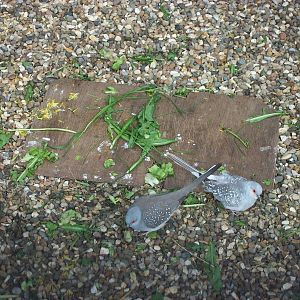 The tortoise has gone...., 5th May 2014