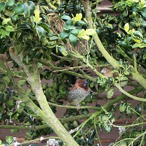 A Spice Bird has centre stage but spot the others, 5th May 2014