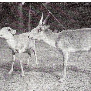Pair of Saigas