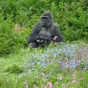 Male Gorilla, Kivu, 30 April 2014