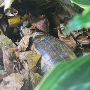 Indochinese Box Turtle Chester Zoo 2014