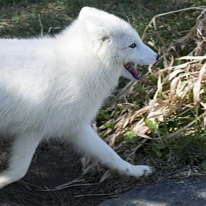 New Arctic Fox