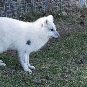 New Arctic Fox