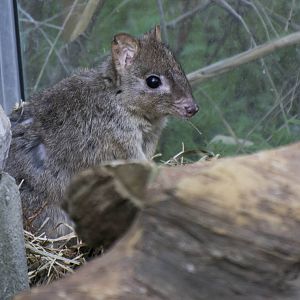 Brush-Tailed Bettong