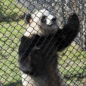 Er Shun sniffing the air