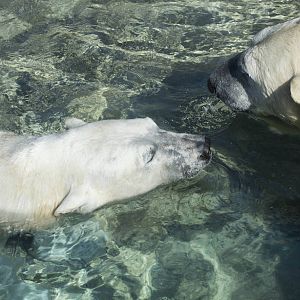 Polar Bears swimming