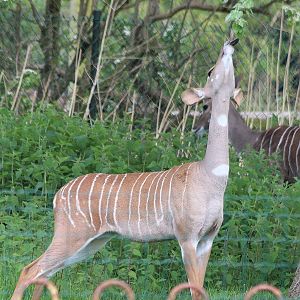 Female Lesser Kudu