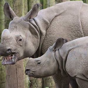 Indian Rhinos