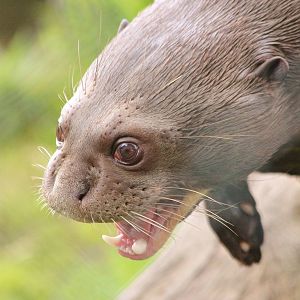 Giant Otter