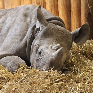 Black Rhino