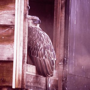 Philippine Monkey-eating Eagle, 1984