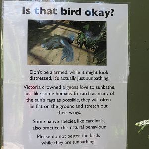 Victoria Crowned Pigeon