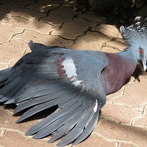 Victoria Crowned Pigeon