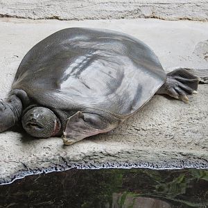 Nile Softshell Turtle