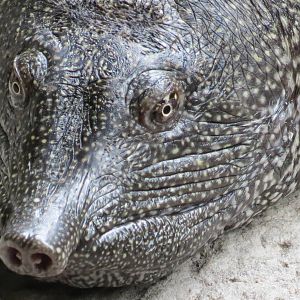 Nile Softshell Turtle