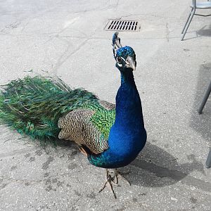 Peacock