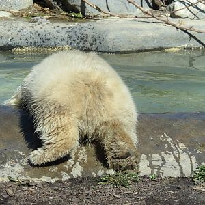 Polar Bear Cub