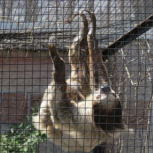 Two-toed Sloth