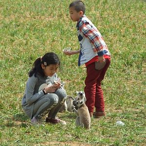 Ring-tailed lemurs feeding