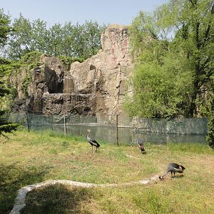 Grey crowned crane (Balearica regulorum) exhibit