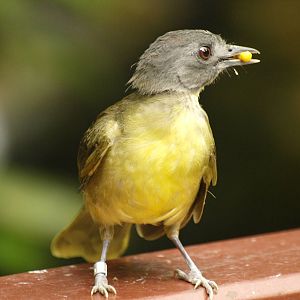 Grey-Headed Bristlebill (Bleda canicapillus)