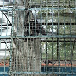 Eastern hoolock gibbon (Hoolock leuconedys)