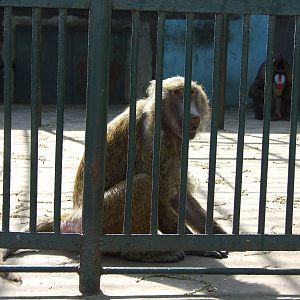Baboon and Mandrill mixed exhibit