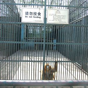 Golden snub-nosed monkey enclosure