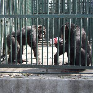 Chimpanzees
