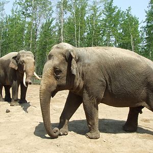 Asian elephants