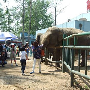 Elephant feeding
