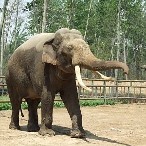 Asian elephant bull Ba Bo