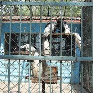 Eastern black-and-white colobus (Colobus guereza)