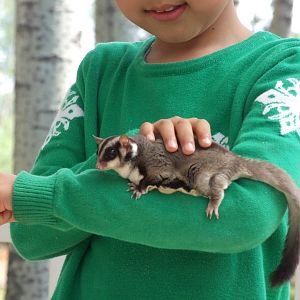Sugar glider (Petaurus breviceps) for taking photos