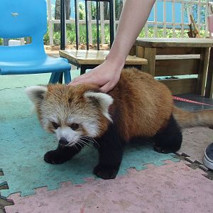Western red panda (Ailurus fulgens fulgens) for taking photos