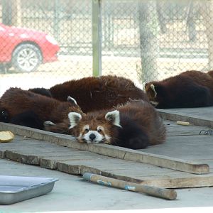 Styan's red panda (Ailurus fulgens styani)