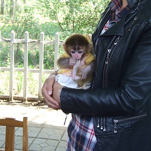 Baby monkey for taking photos