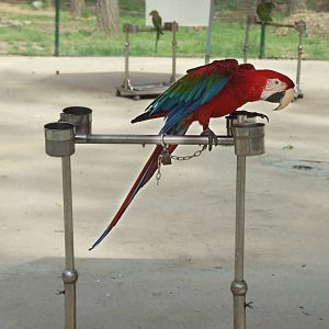 Red-and-green Macaw