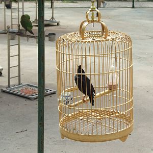 Crested Myna (Acridotheres cristatellus)