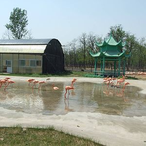 Flamingo exhibit