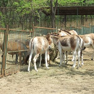 Mongolian wild ass (Equus hemionus hemionus)