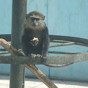 Blue monkey (Cercopithecus mitis)