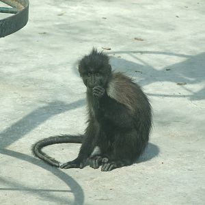Grey-cheeked crested mangabey (Lophocebus albigena)