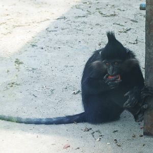Black crested mangabey (Lophocebus aterrimus)