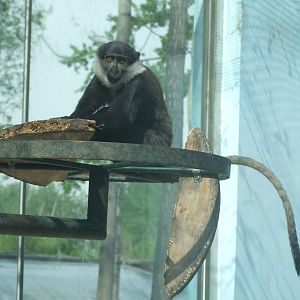 L'Hoest's monkey (Cercopithecus lhoesti)
