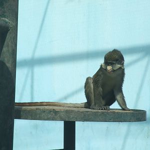 Red-tailed monkey (Cercopithecus ascanius)